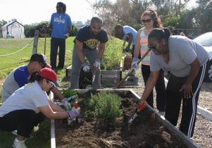 Bruin staff garden at V.A.