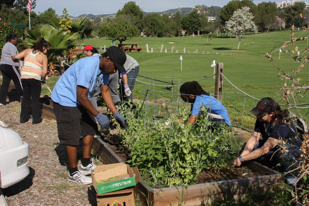 Bruin staff gardening at V.A.
