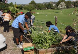  Bruin staff gardening at V.A.