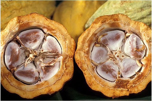 Cocoa beans in a cacao pod