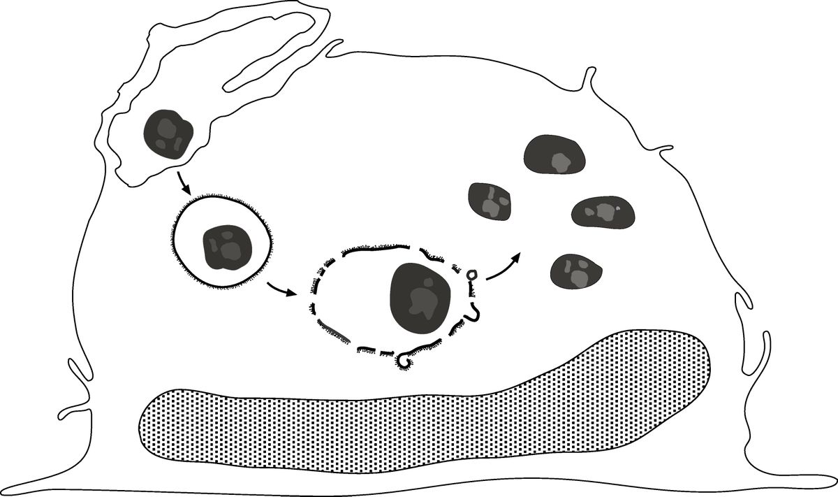F. tularensis in human macrophages