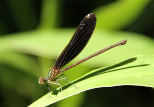Female rubyspot damselfly