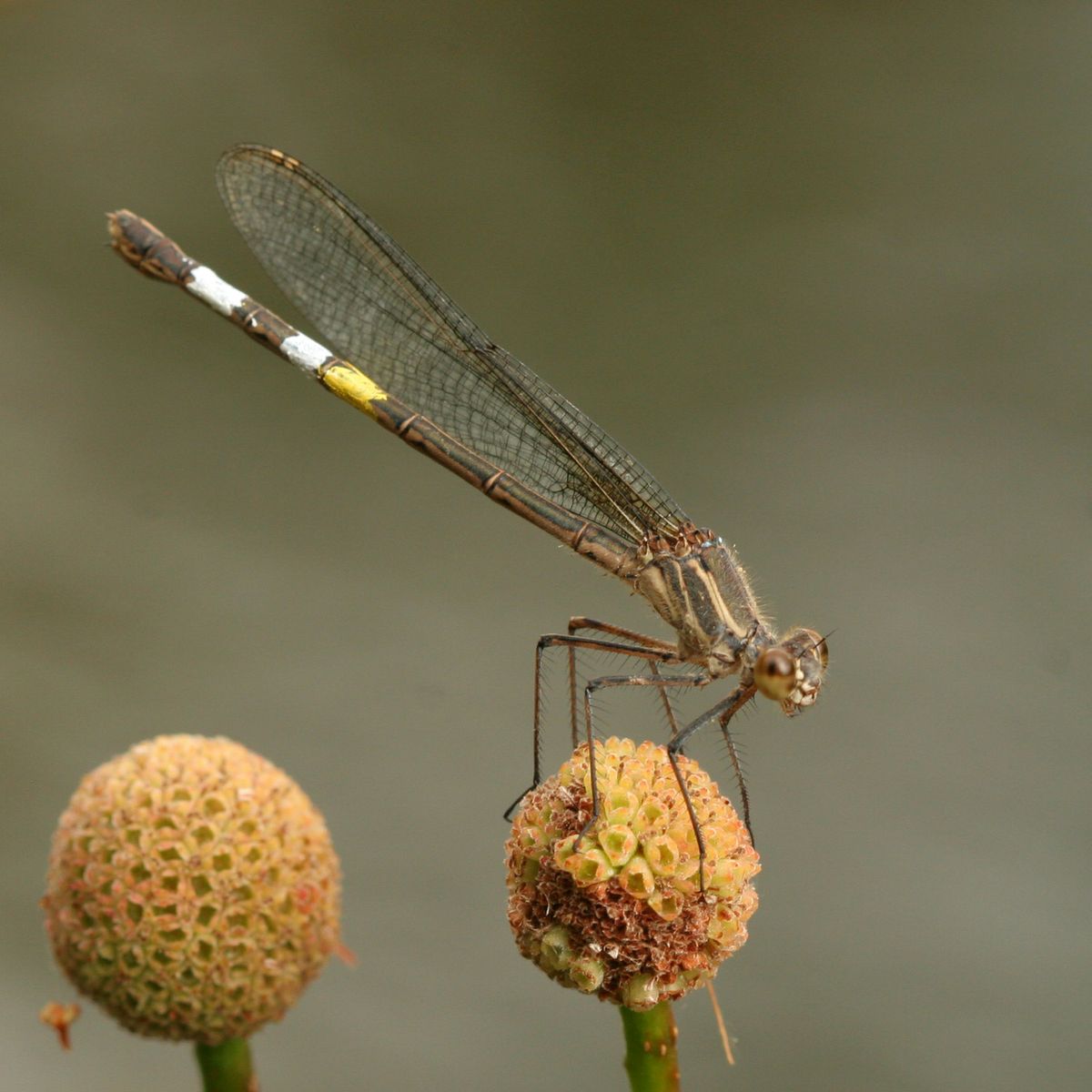 Female rubyspot damselfly