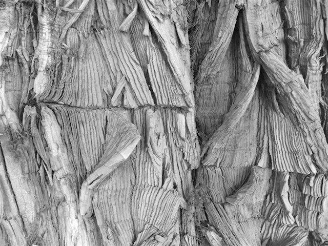 Tree detail from "52"