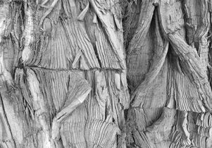 Tree detail from "52"