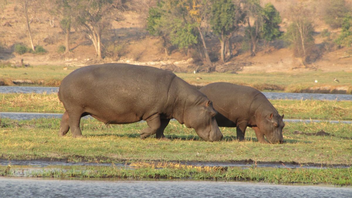 Hippopotamuses in Africa