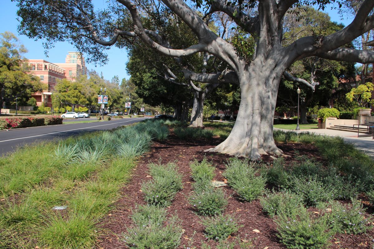 Drought-resistant plants
