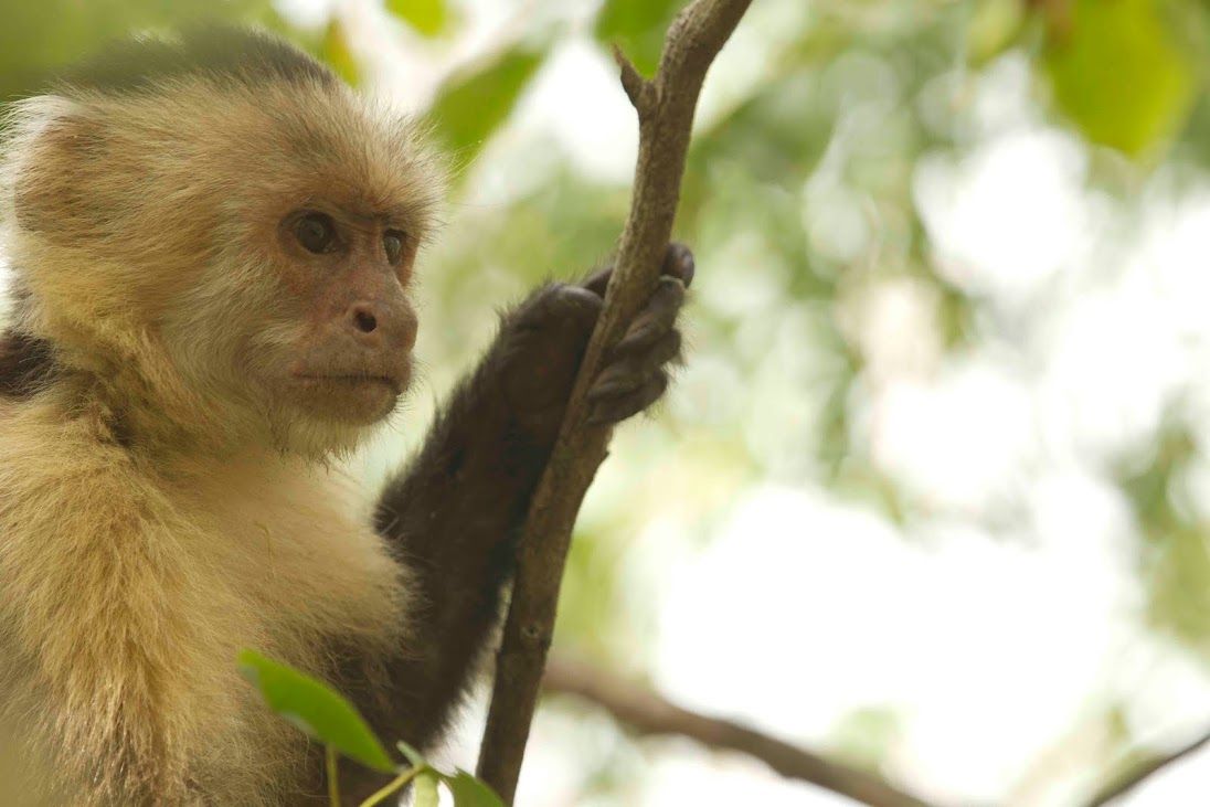 Capuchin monkey in Costa Rica