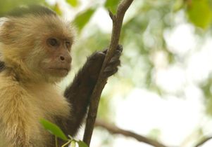 Capuchin monkey in Costa Rica
