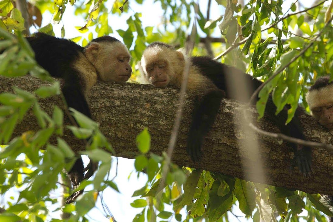 Capuchin monkeys in Costa Rica