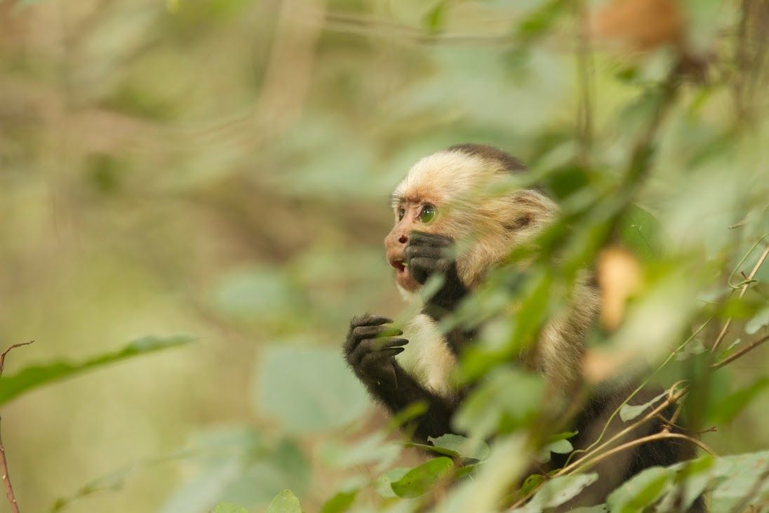 Capuchin monkey in Costa Rica