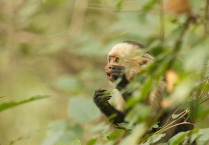 Capuchin monkey in Costa Rica