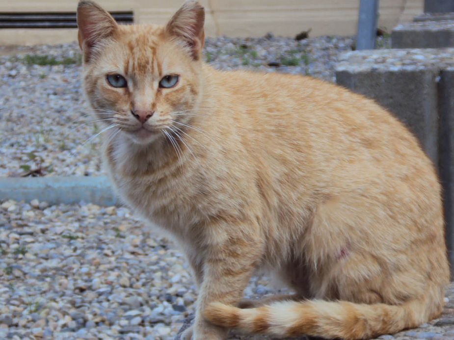 Attention animal lovers Help care for homeless cats on campus UCLA