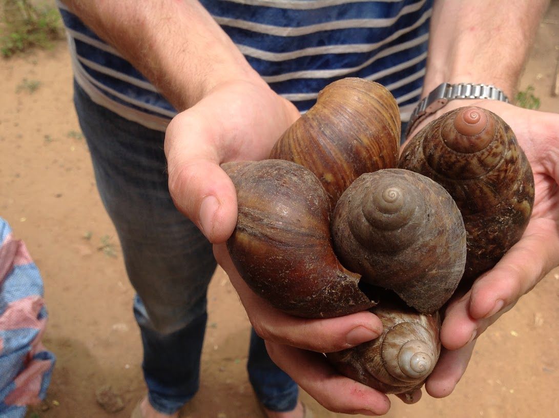 Giant snails