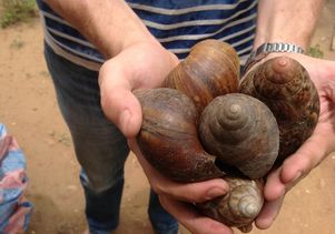 Giant snails