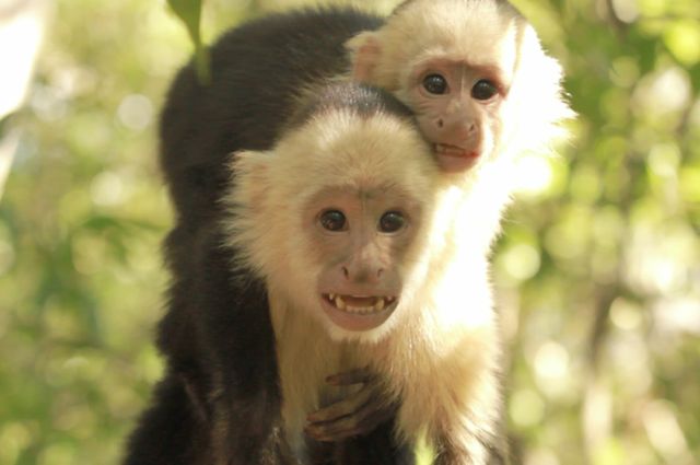 Capuchin Stacking