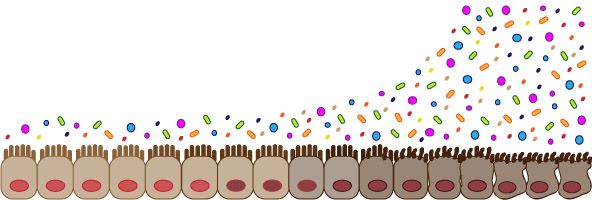 Gut bacteria and aging