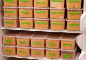 Feathers in the UCLA feather bank