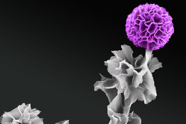 Tetraanaline in full bloom