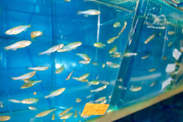 Zebrafish