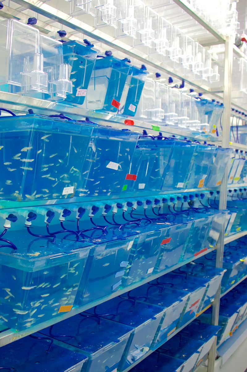 Zebrafish tanks