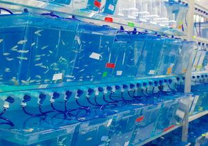 Zebrafish tanks