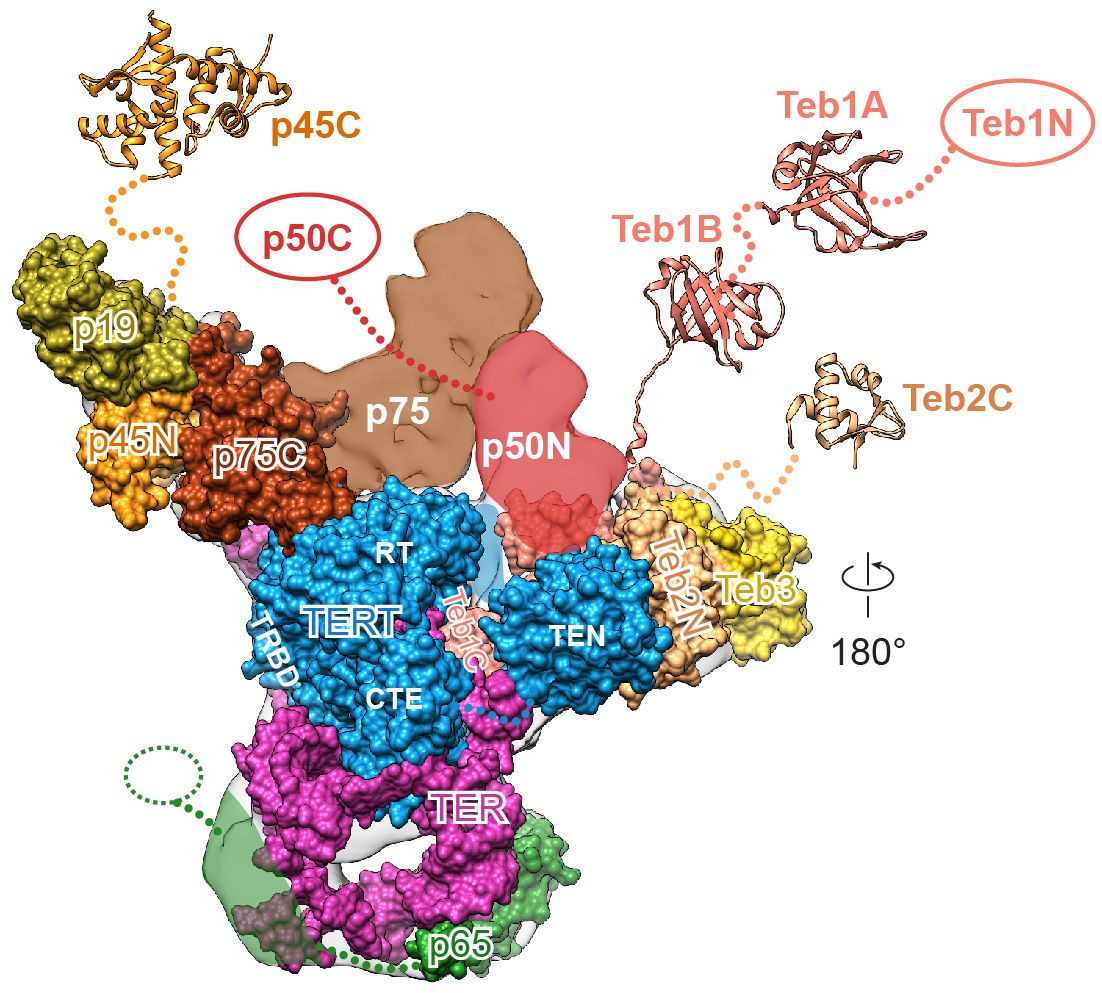 Telomerase front view