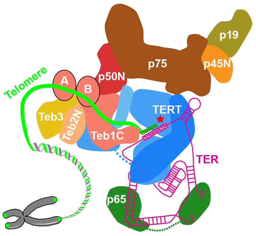 Back view of telomerase