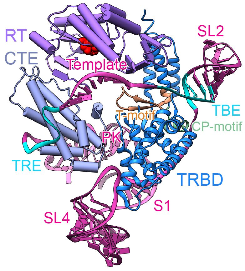 Telomerase’s catalytic core