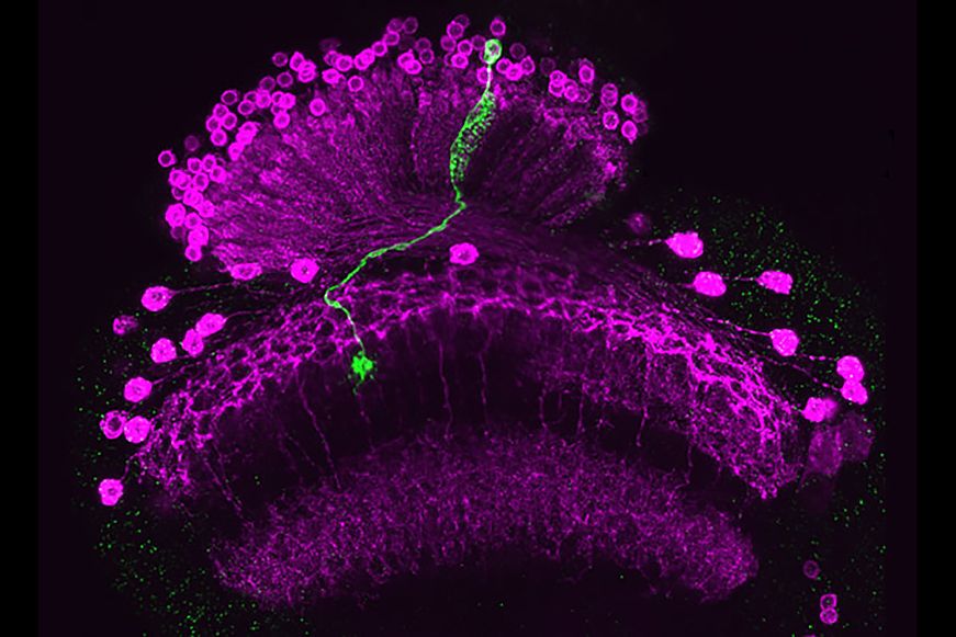 Lawrence Zipursky lab image