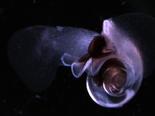 Pteropod