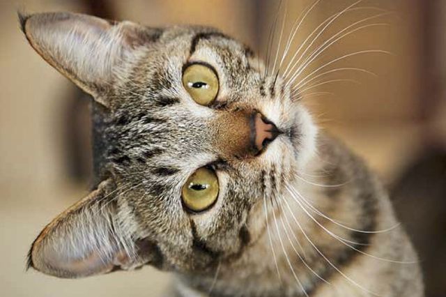 MEOW - A Cat Discussion