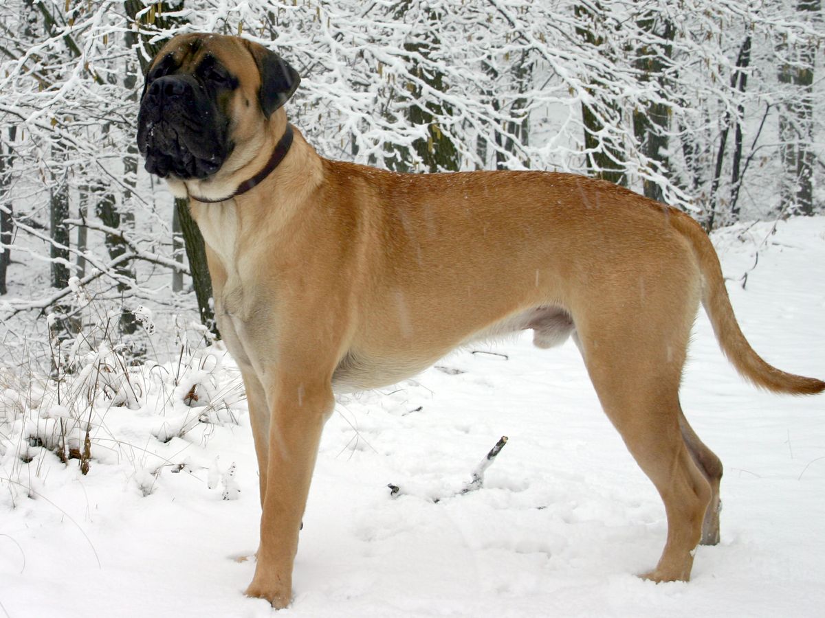 A dog in the snow