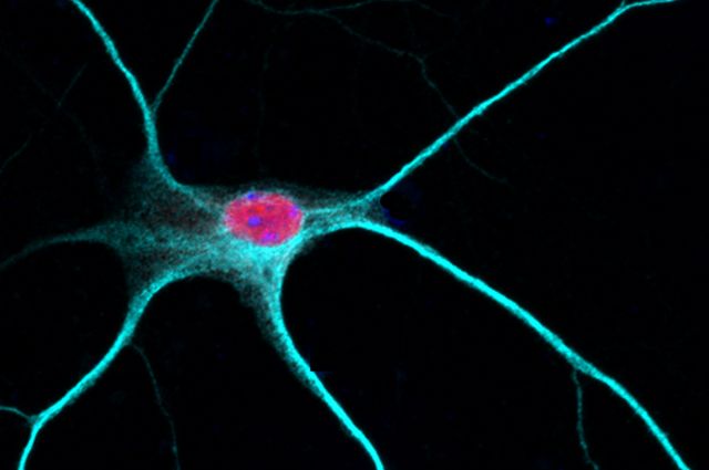 Rbfox1 in the nucleus