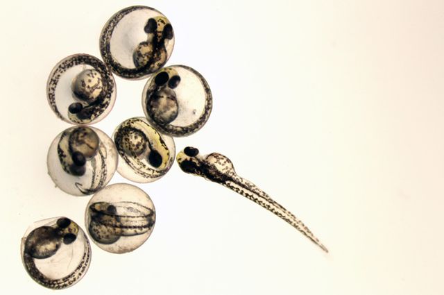 Zebrafish embryos