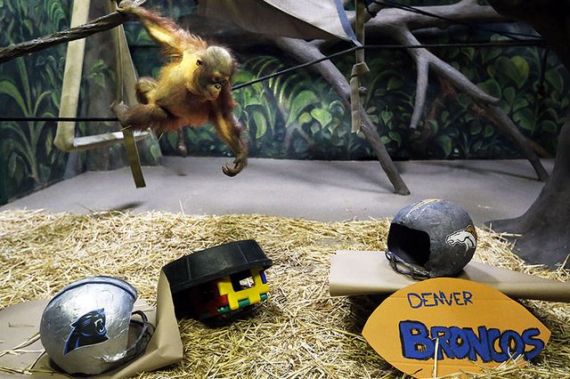 Super Bowl orangutan
