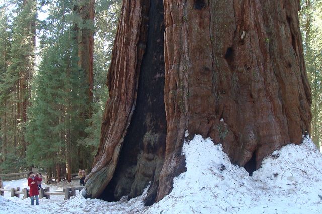 General Sherman Tree