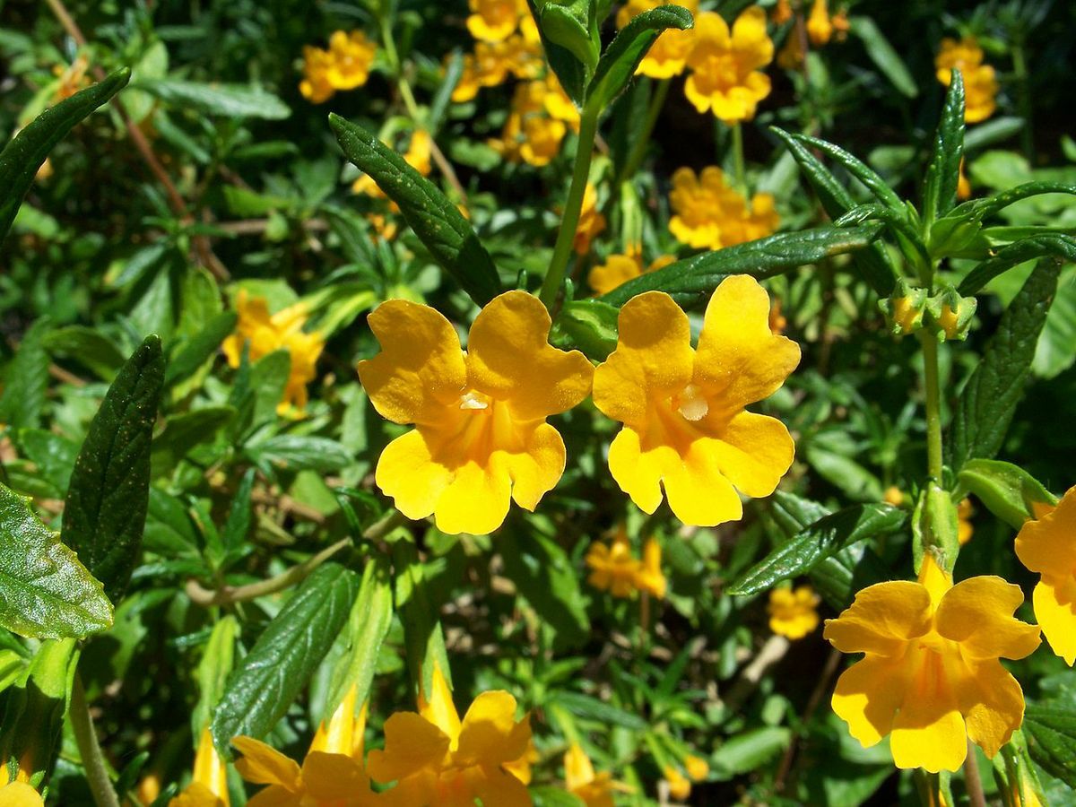 Sticky monkey flower