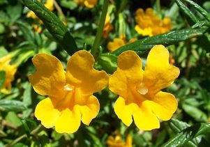 Sticky monkey flower