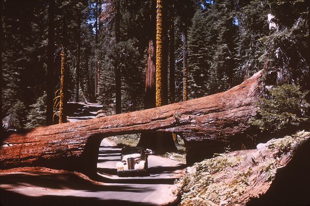 Sequoia tunnel