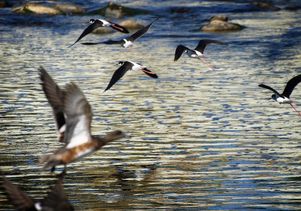 Los Angeles River birds