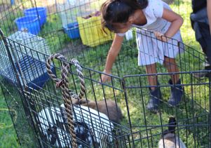 A child at the petting zoo