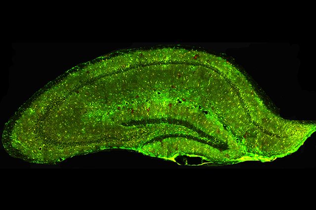 Astrocytes - Khakh Lab