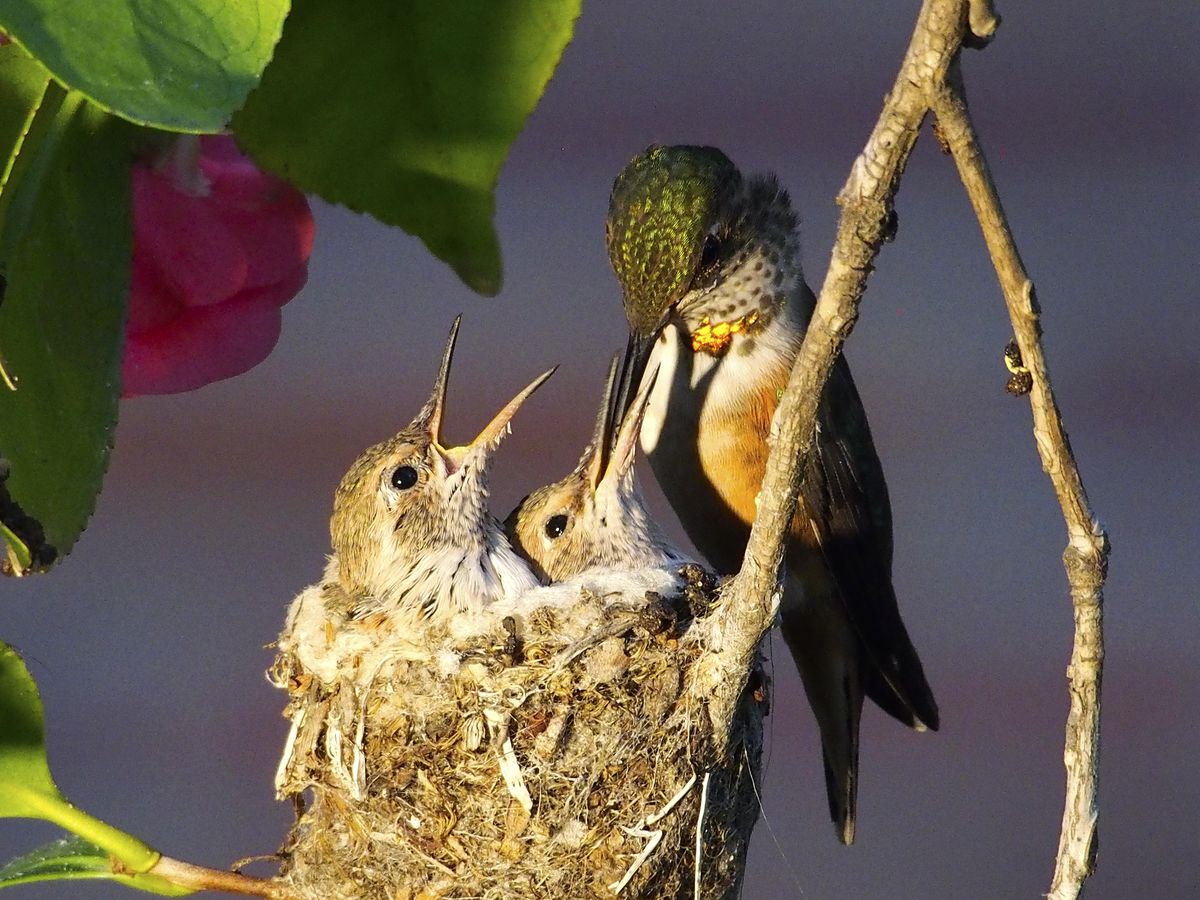 Squeak feeds her chicks, Stardust and Zircon