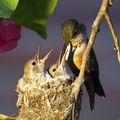 hummingbird mother feeds chicks