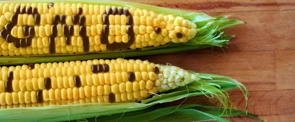 GMOs