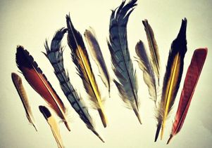 Feathers from UCLA's Bird Genoscape Collection