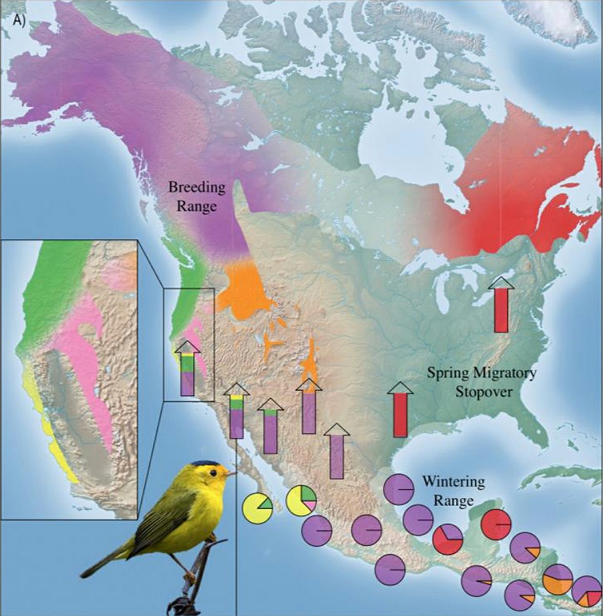 Map shows population-specific migratory flyways for Wilson’s warbler