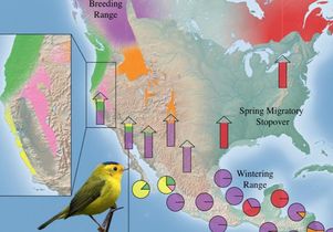 Map shows population-specific migratory flyways for Wilson’s warbler