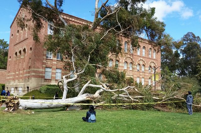 Eucalyptus tree down